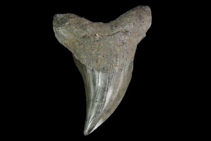 Rare, Fossil Mackerel Shark (Parotodus) Tooth - Georgia #142299